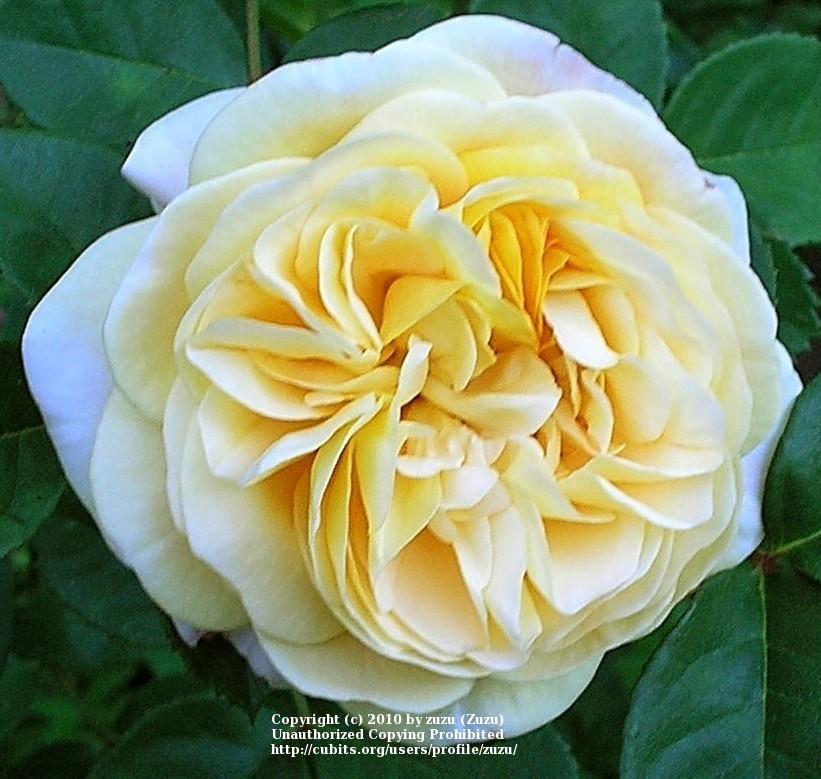 Photo of Rose (Rosa 'Yellow Charles Austin') uploaded by zuzu