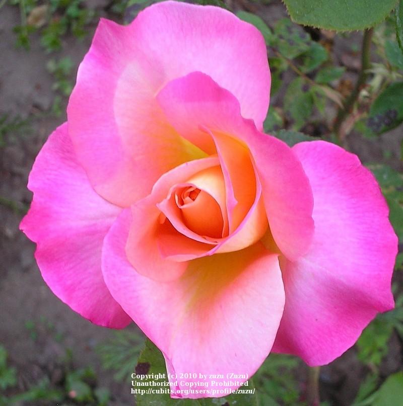 Photo of Rose (Rosa 'World Peace') uploaded by zuzu