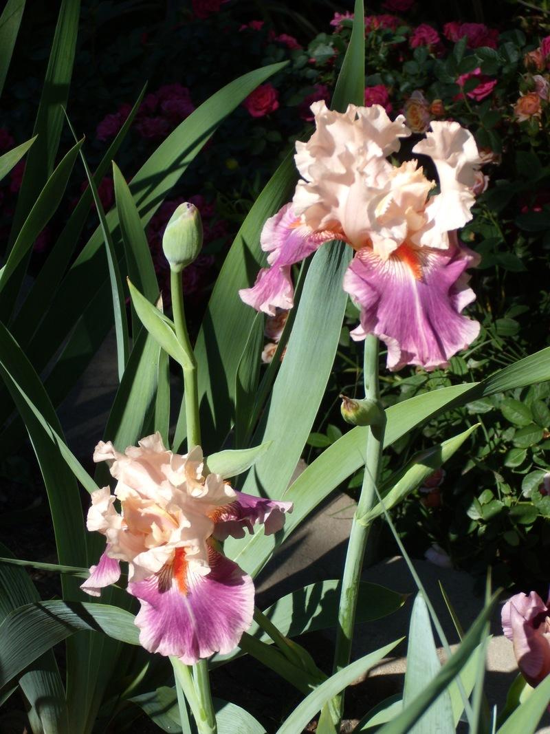Photo of Tall Bearded Iris (Iris 'Cherry Blossom Song') uploaded by Betja