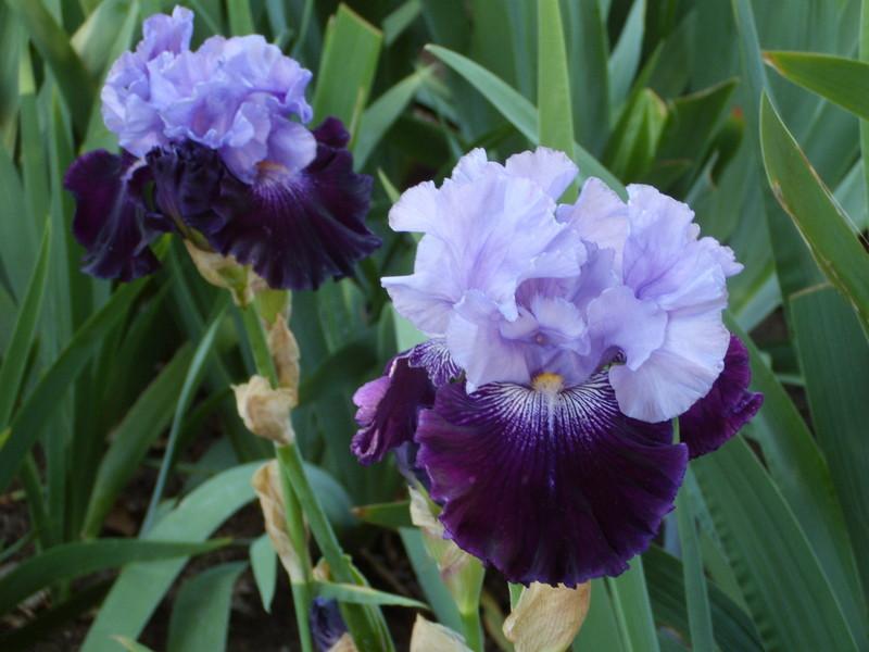 Photo of Tall Bearded Iris (Iris 'Visual Intrigue') uploaded by Betja
