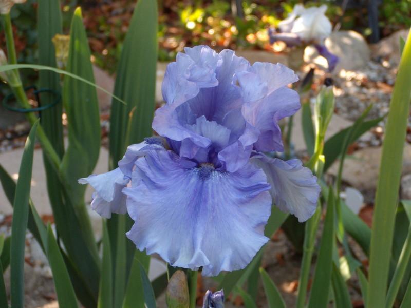 Photo of Tall Bearded Iris (Iris 'Jordan's Joy') uploaded by Betja
