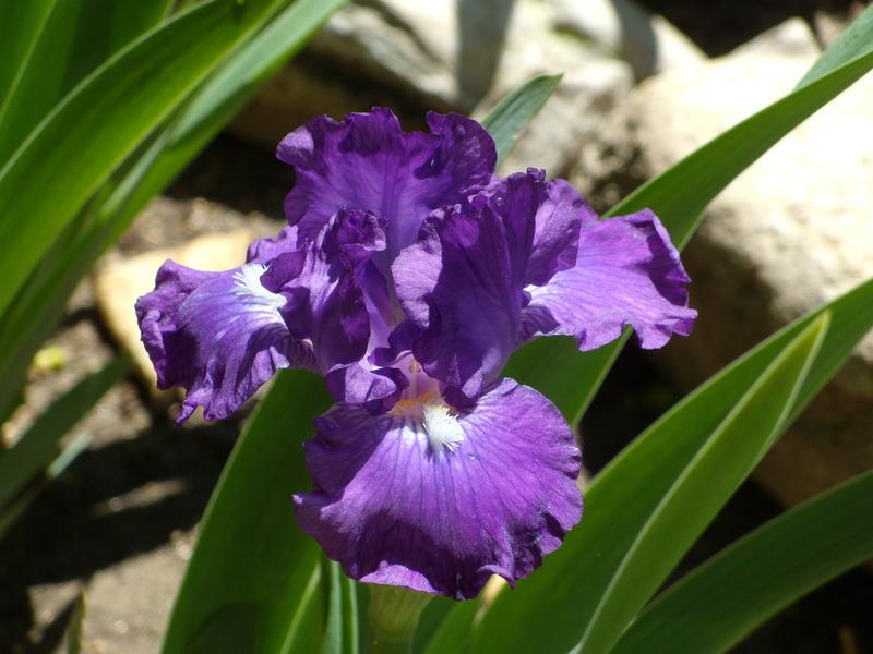 Photo of Intermediate Bearded Iris (Iris 'Animated') uploaded by Betja