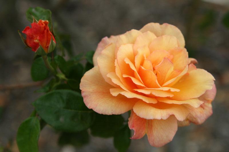 Photo of Rose (Rosa 'Korbel Shanty Pale Yellow') uploaded by Calif_Sue