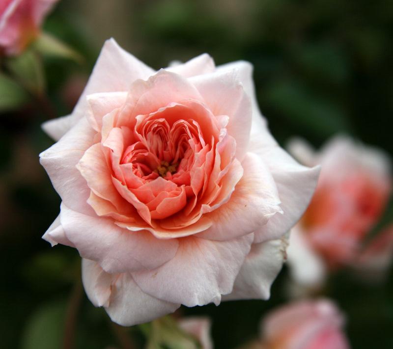 Photo of Hybrid Wichurana Rose (Rosa 'Mel's Heritage') uploaded by Calif_Sue