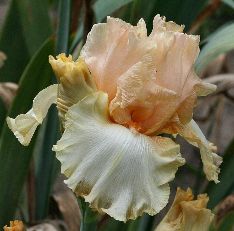 Photo of Tall Bearded Iris (Iris 'Awesome Blossom') uploaded by MShadow