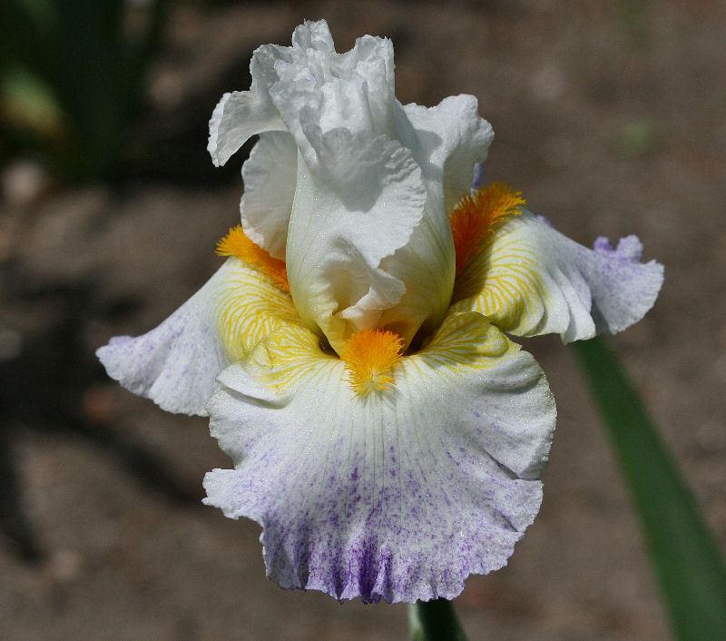 Photo of Tall Bearded Iris (Iris 'Arctic Burst') uploaded by MShadow