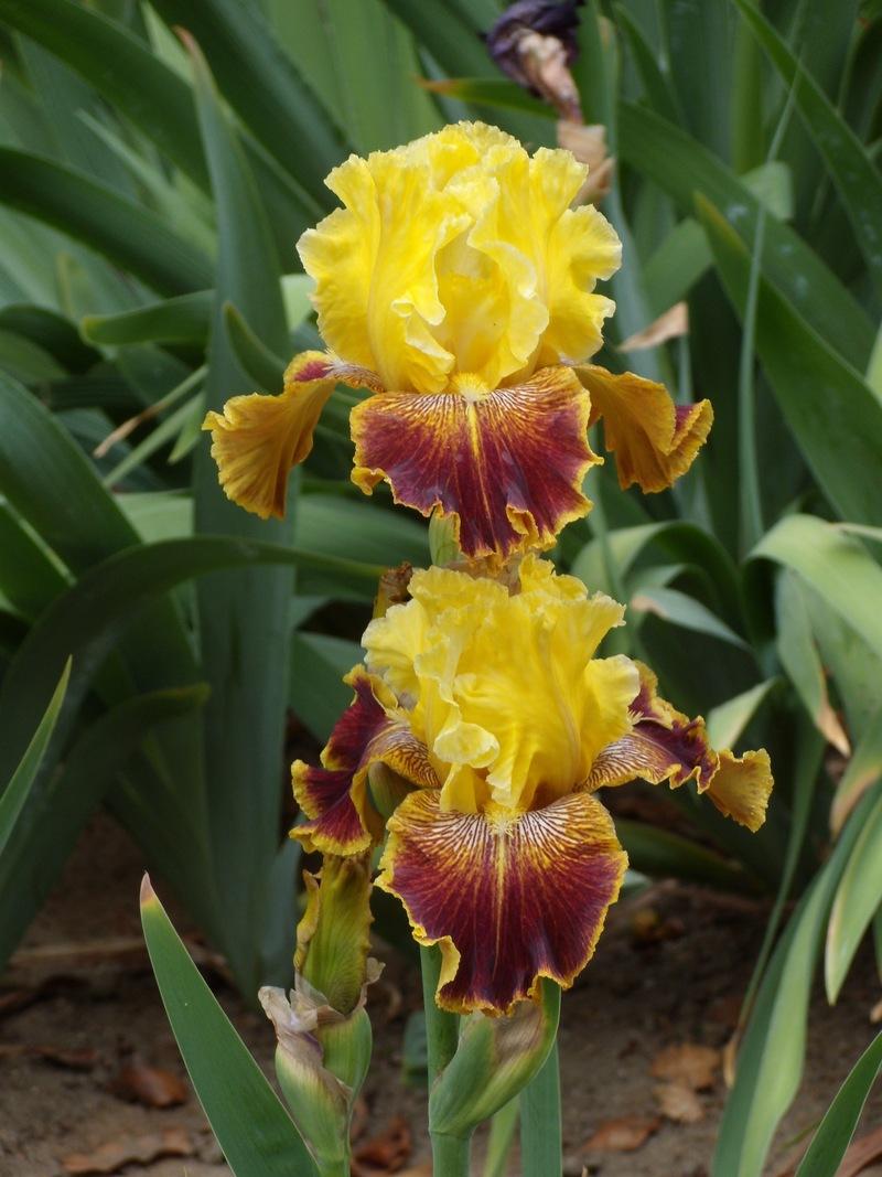 Photo of Tall Bearded Iris (Iris 'French Riviera') uploaded by Betja