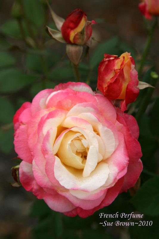 Photo of Rose (Rosa 'French Perfume') uploaded by Calif_Sue