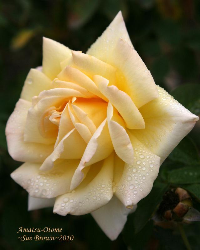 Photo of Rose (Rosa 'Amatsu-Otome') uploaded by Calif_Sue