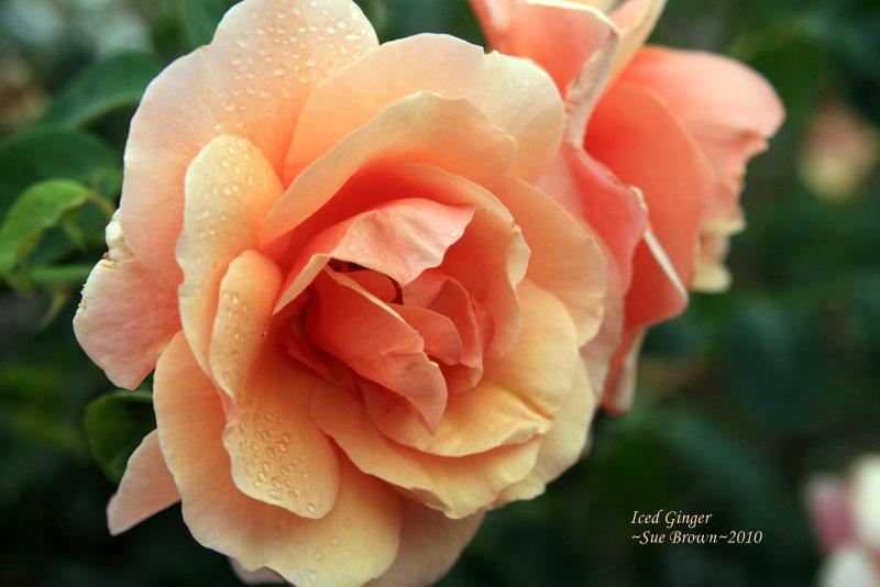 Photo of Rose (Rosa 'Iced Ginger') uploaded by Calif_Sue