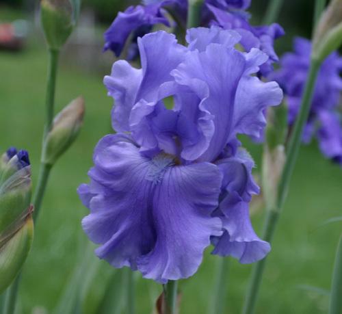 Photo of Tall Bearded Iris (Iris 'Breakers') uploaded by MShadow