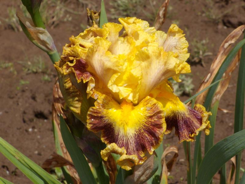 Photo of Border Bearded Iris (Iris 'Jaguar') uploaded by Betja