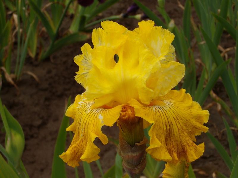 Photo of Tall Bearded Iris (Iris 'Bright Sunshiny Day') uploaded by Betja