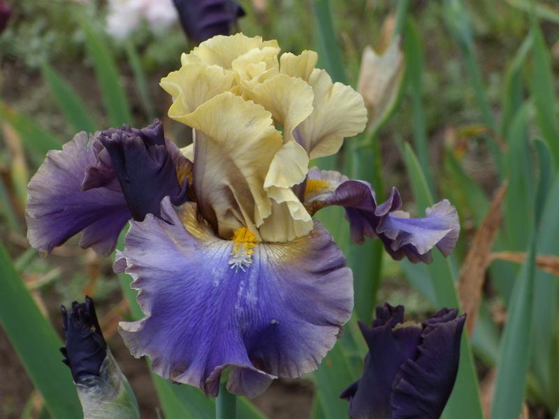 Photo of Tall Bearded Iris (Iris 'First Avenue') uploaded by Betja