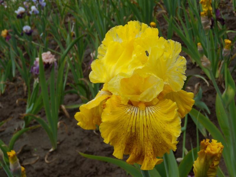 Photo of Tall Bearded Iris (Iris 'Bright Sunshiny Day') uploaded by Betja