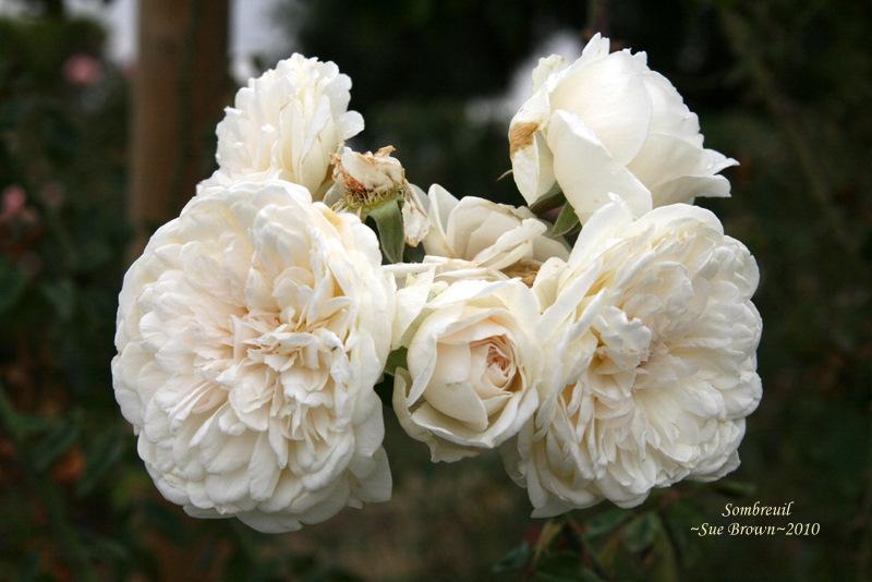 Photo of Rose (Rosa 'Sombreuil') uploaded by Calif_Sue