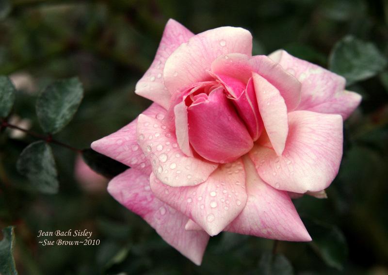 Photo of Rose (Rosa 'Jean Bach Sisley') uploaded by Calif_Sue