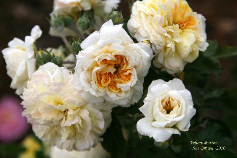 Photo of Rose (Rosa 'Yellow Button') uploaded by Calif_Sue