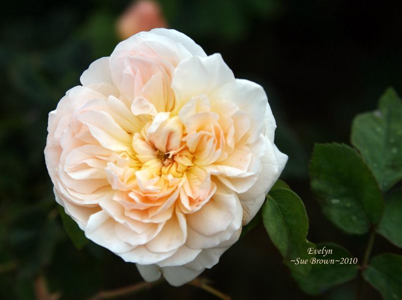 Photo of English Shrub Rose (Rosa 'Evelyn') uploaded by Calif_Sue