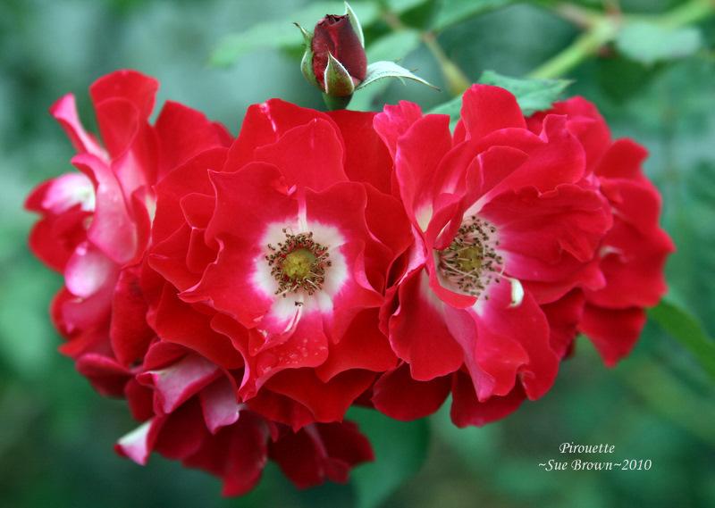 Photo of Rose (Rosa 'Pirouette') uploaded by Calif_Sue