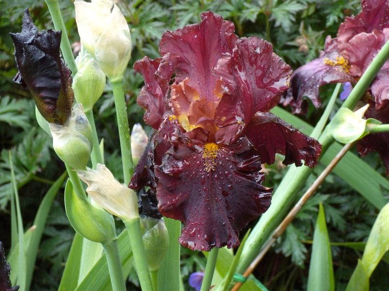 Photo of Tall Bearded Iris (Iris 'Raptor Red') uploaded by Betja