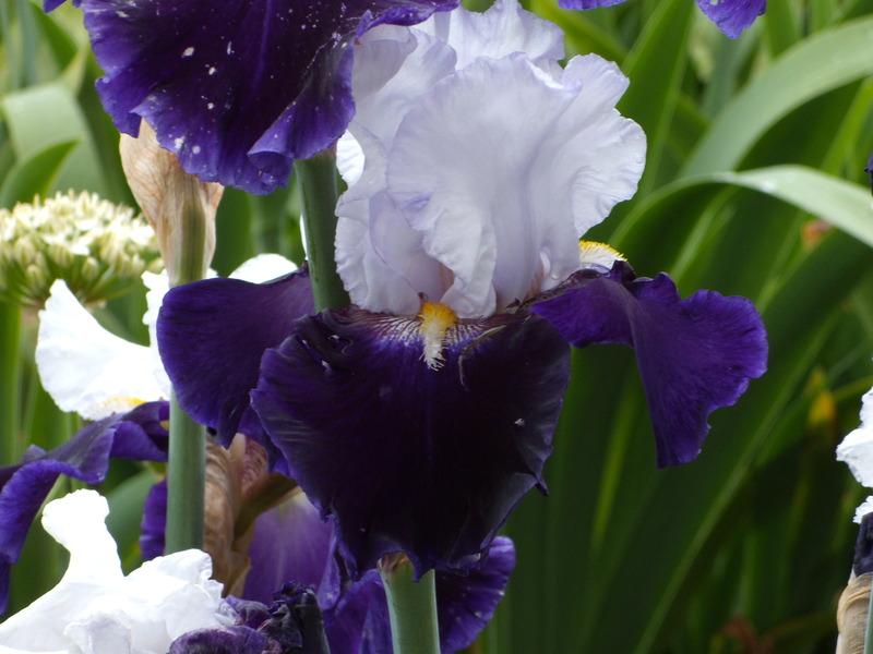 Photo of Tall Bearded Iris (Iris 'Captain's Choice') uploaded by Betja