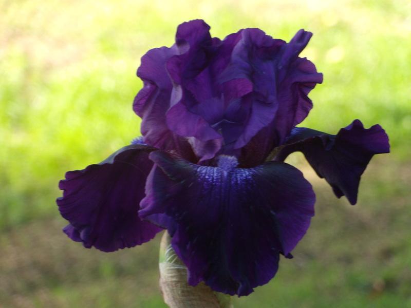 Photo of Tall Bearded Iris (Iris 'Rosalie Figge') uploaded by Betja