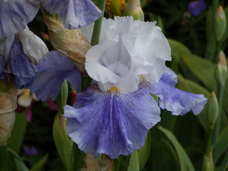 Photo of Tall Bearded Iris (Iris 'Cascadian Rhythm') uploaded by Betja