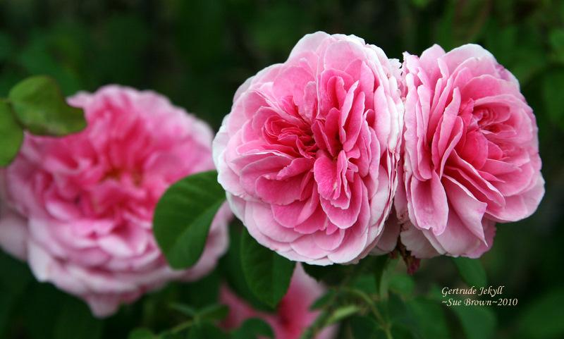 Photo of Rose (Rosa 'Gertrude Jekyll') uploaded by Calif_Sue