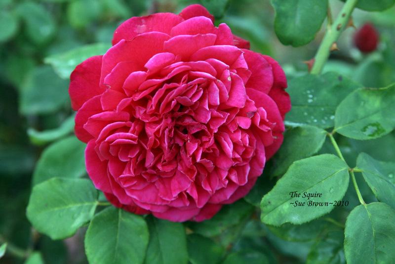Photo of Rose (Rosa 'The Squire') uploaded by Calif_Sue