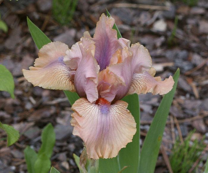 Photo of Intermediate Bearded Iris (Iris 'Country Dance') uploaded by MShadow