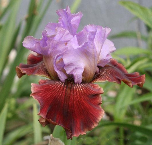Photo of Tall Bearded Iris (Iris 'Cast a Spell') uploaded by MShadow
