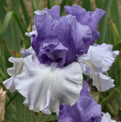 Photo of Tall Bearded Iris (Iris 'Crowned Heads') uploaded by MShadow