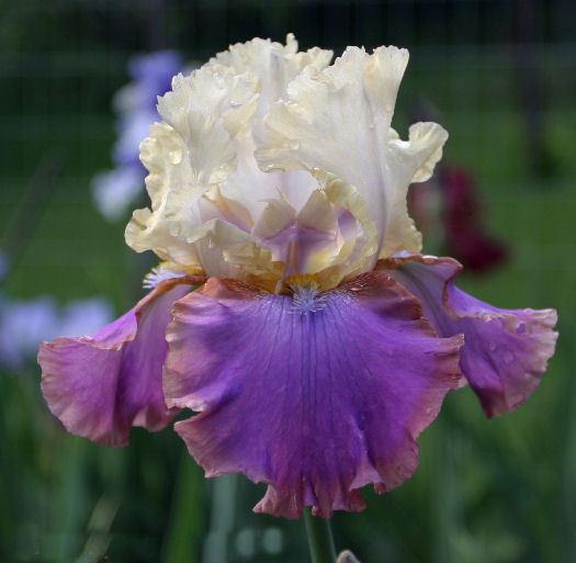 Photo of Tall Bearded Iris (Iris 'Chuckwagon') uploaded by MShadow