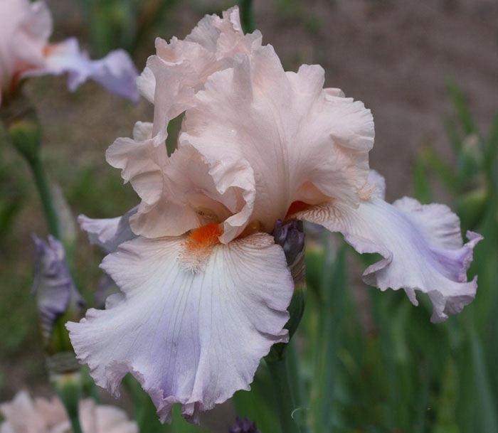 Photo of Tall Bearded Iris (Iris 'Celebration Song') uploaded by MShadow