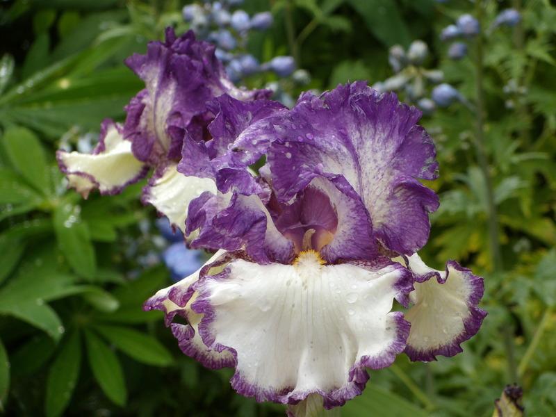 Photo of Tall Bearded Iris (Iris 'Got the Melody') uploaded by Betja