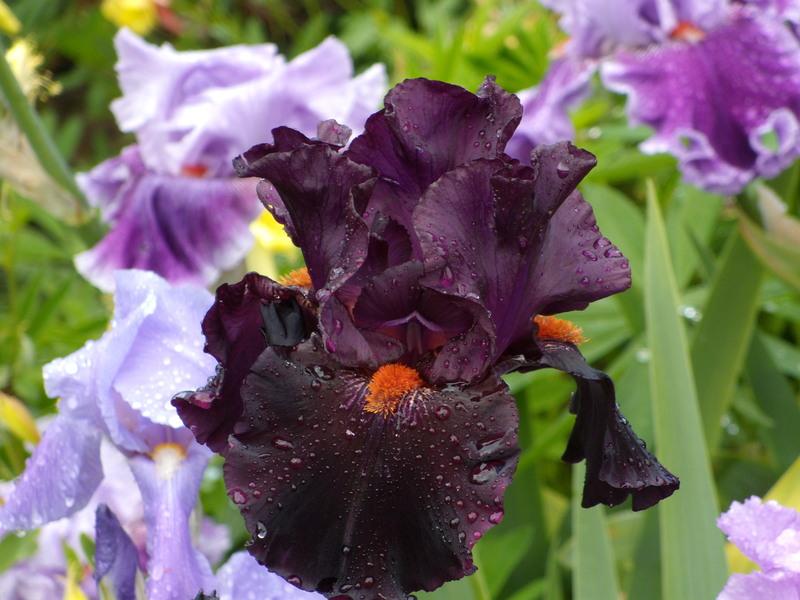 Photo of Tall Bearded Iris (Iris 'Dracula's Kiss') uploaded by Betja