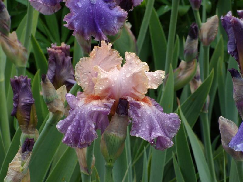 Photo of Tall Bearded Iris (Iris 'Kind Hearted') uploaded by Betja