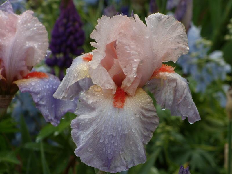 Photo of Tall Bearded Iris (Iris 'French Cancan') uploaded by Betja