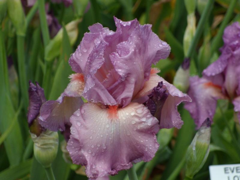 Photo of Tall Bearded Iris (Iris 'Ever So Lovely') uploaded by Betja
