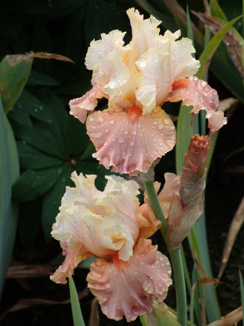 Photo of Tall Bearded Iris (Iris 'Rare Find') uploaded by Betja