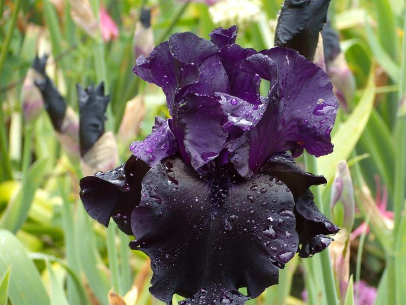 Photo of Tall Bearded Iris (Iris 'Black Is Black') uploaded by Betja