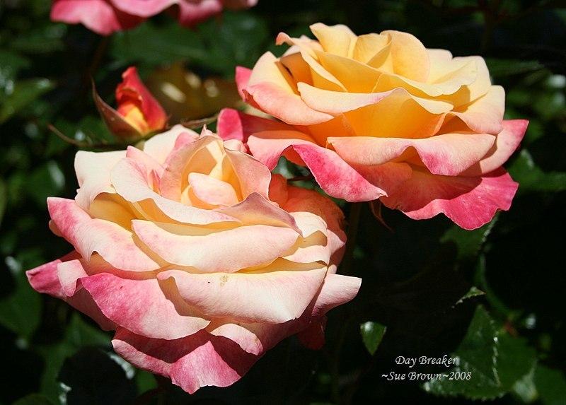 Photo of Rose (Rosa 'Day Breaker') uploaded by Calif_Sue