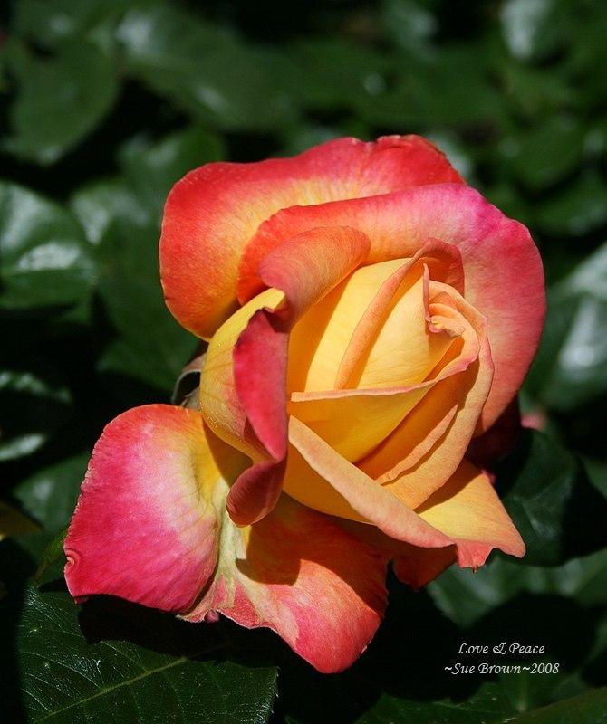 Photo of Rose (Rosa 'Love & Peace') uploaded by Calif_Sue