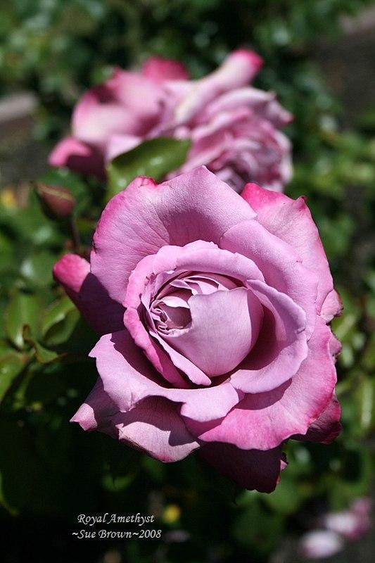Photo of Rose (Rosa 'Royal Amethyst') uploaded by Calif_Sue