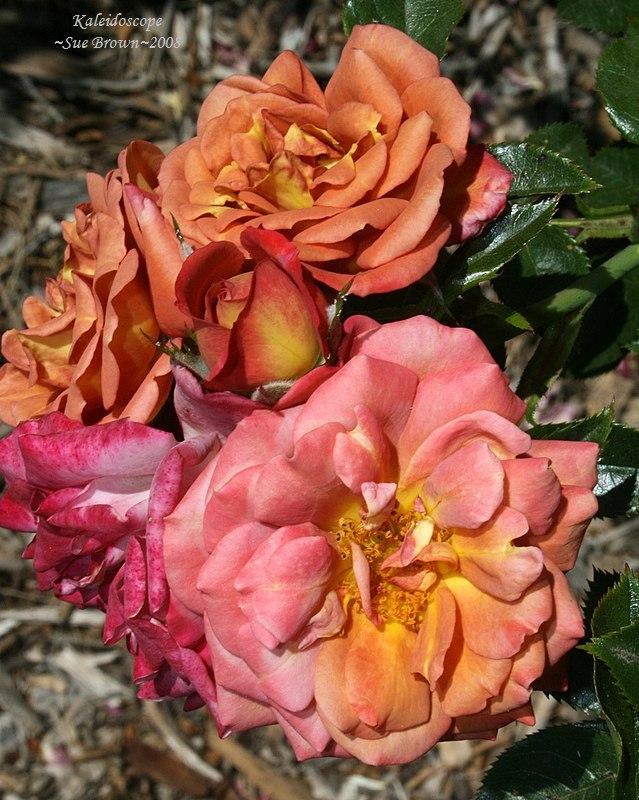 Photo of Rose (Rosa 'Kaleidoscope') uploaded by Calif_Sue