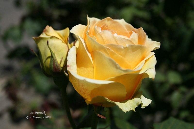 Photo of Rose (Rosa 'St. Patrick') uploaded by Calif_Sue