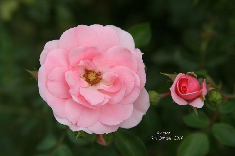 Photo of Shrub Rose (Rosa 'Bonica') uploaded by Calif_Sue