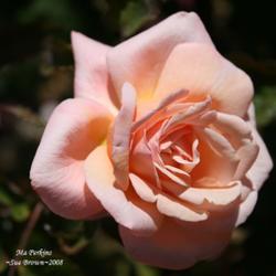 
San Jose Heritage Rose Garden, CA.