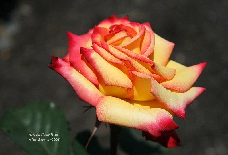 Photo of Rose (Rosa 'Dream Come True') uploaded by Calif_Sue